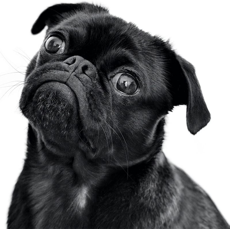 Mops – karma dla psów Breedna